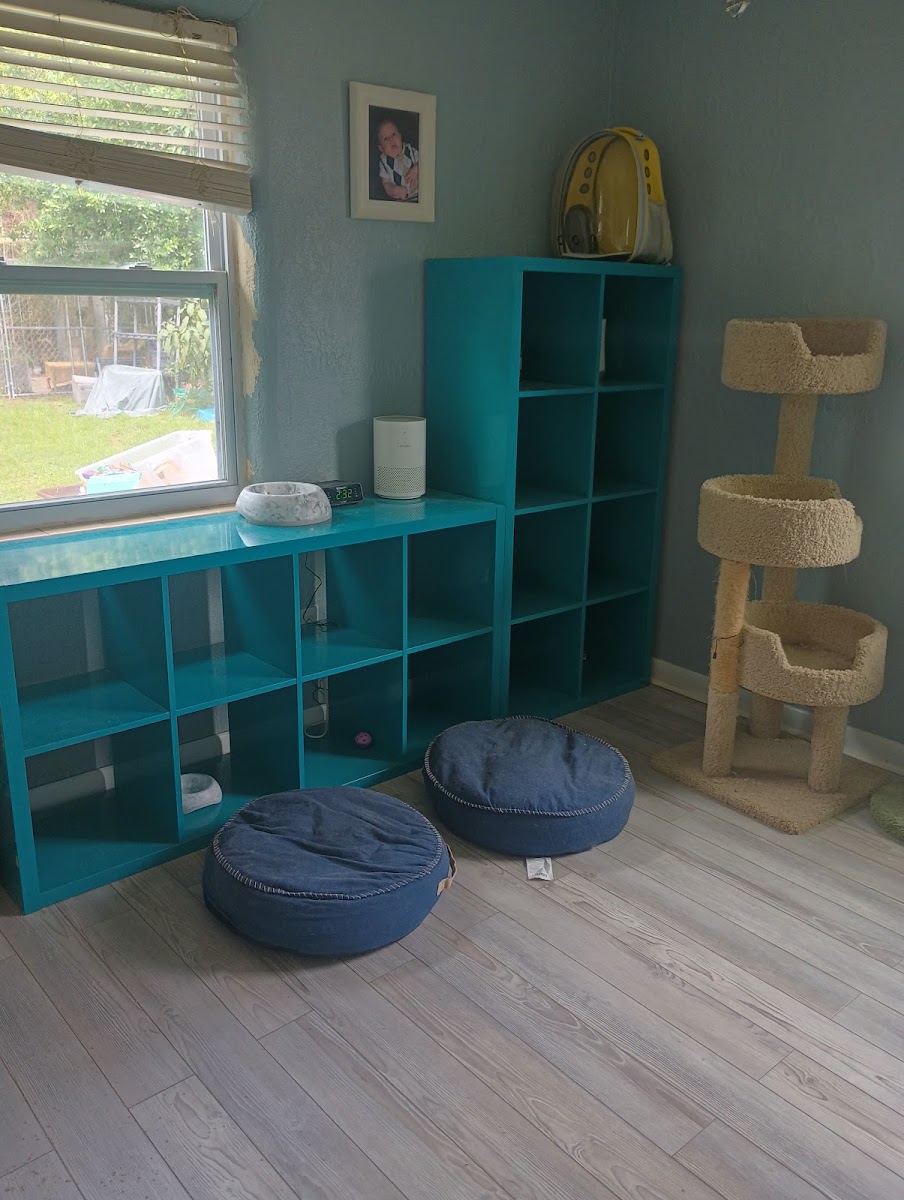 Lovey's Kitty Cottage boarding room with teal shelves and cat tree